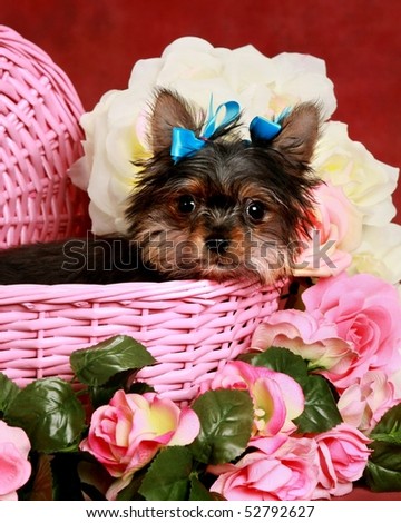 adorable little Yorkie puppy in pink basket with flowers