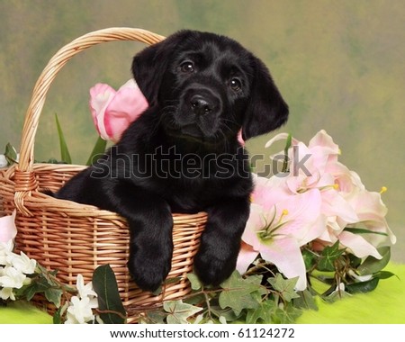 Black Labrador Puppies on Adorable Black Labrador Puppy In Basket With Flowers Stock Photo