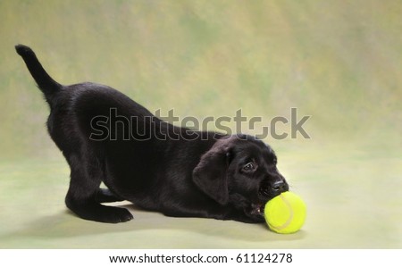 Adorable black Labrador puppy playing with ball