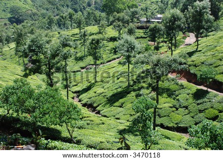 Tea gardens, Nilgiri hills, India