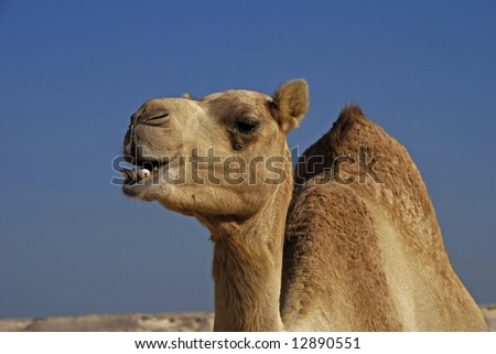 camel fair pushkar, rajesthan, india
