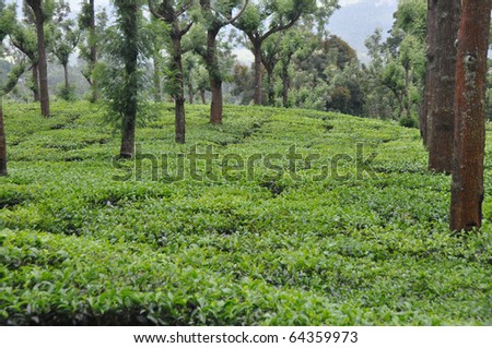 tea gardens in south india asia
