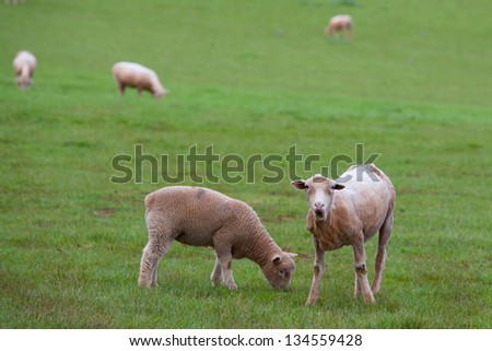 Sheep grazing in Table Cape, Tasmania, Australia