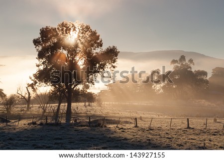 The sun rises on a cold winter\'s morning in the Yarra Valley, Victoria, Australia