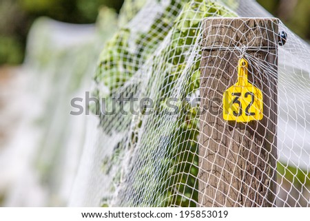 Young vines under netting and signposted in the Mornington Peninsula, Victoria, Australia