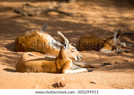 A kangaroo basks in the winter\'s sun near Alice Springs, Northern Territory, Australia