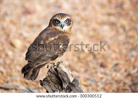 An Australian barking owl near Alice Springs, Northern Territory, Australia