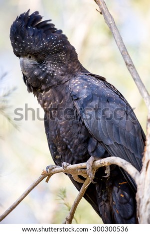 A wild Australian red-tailed black cockatoo sits in a tree near Alice Springs, Northern Territory, Australia