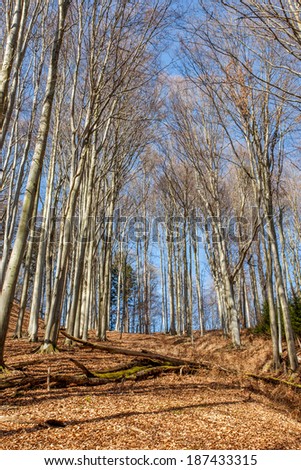 Magic trees/wonderful beech trees without leaves