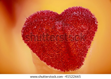 Red Stamen of a flower shaped like a heart for valentines days or romantic occasions