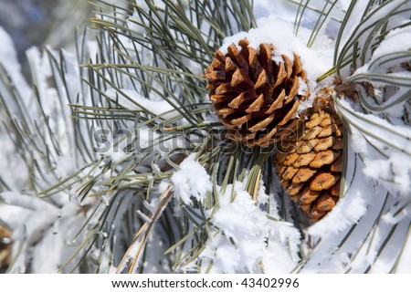 Two Pine Cones covered in major snow.