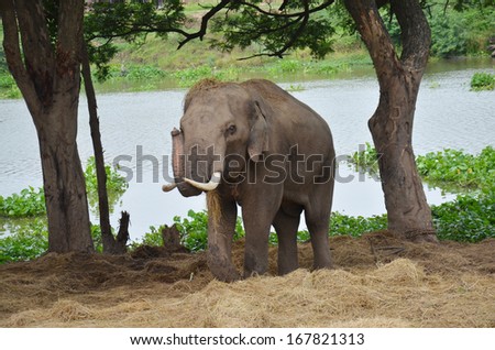 Thai Elephants at Ayutthaya Elephant Camp Thailand