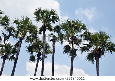 Asian Palmyra palm tree , Toddy palm tree , Sugar palm tree