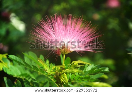 Pink Red Powder Puff, Red Head Powder Puff ,. Red Powder Puff or Calliandra haematocephala Hassk with mist in morning