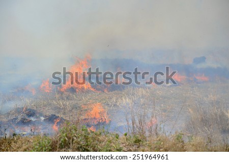 Smoke and flames occur from agriculturist Stubble burning rice straw for farming new rice