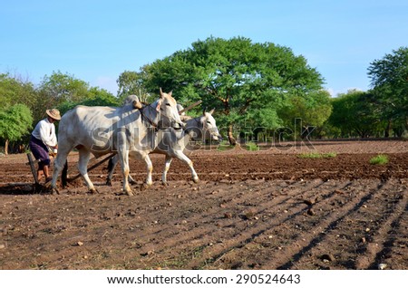 BAGAN, MYANMAR - MAY 21 : Burmese farmer with cow for plowing towing on paddy or rice field located at Bagan Archaeological Zone on May 21, 2015 in at Bagan, Myanmar