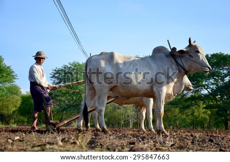 MANDALAY, MYANMAR - MAY 21 : Burmese farmer with cow for plowing towing on paddy or rice field located at Pukam or Bagan on May 21, 2015 in Mandalay, Myanmar