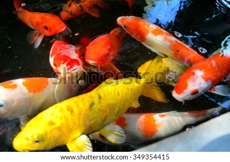 Fancy carp or Koi fish swimming at pond in the garden