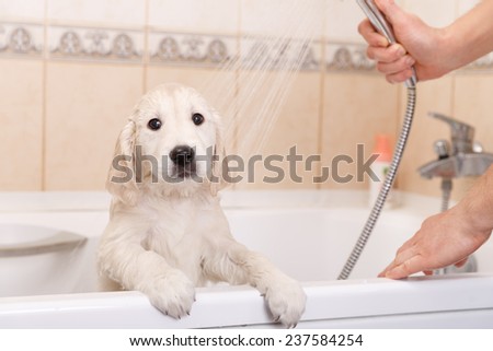 golden retriever puppy is taking a shower at home