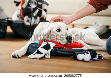 Dog is missing his owner golfer that packing suitcase to golf tour