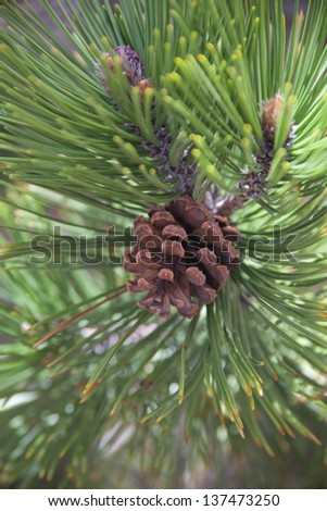 pine cone on a pine branch.
