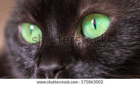 Black Cat with Green Eyes Close-up