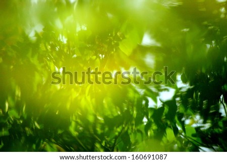 Reflects of green leaves with rays of light
