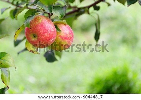A pair of honeycrisp apples in front of a field in horizontal