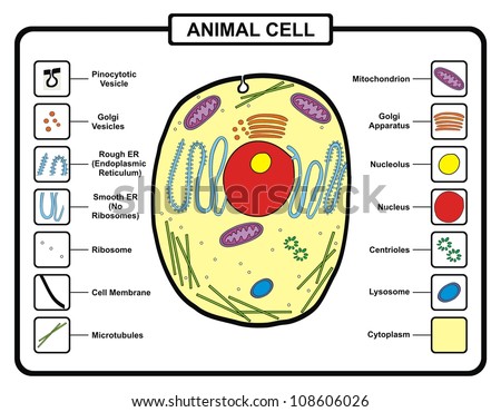 animal cell illustration