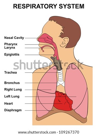 Respiratory System Respiratory System