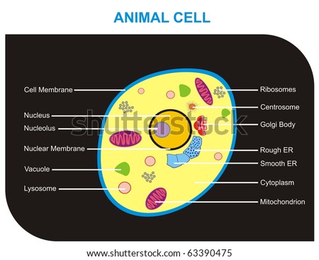 animal cell parts diagram. Animal Cell Labeled Parts