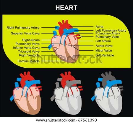 Aorta Pulmonary Artery