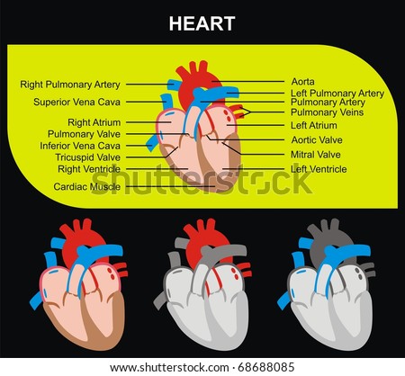 circulatory system heart. human circulatory system