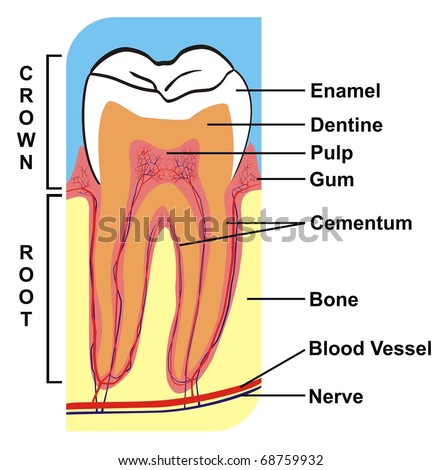 Cementum Tooth