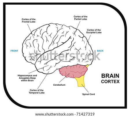brain clipart May oct On
