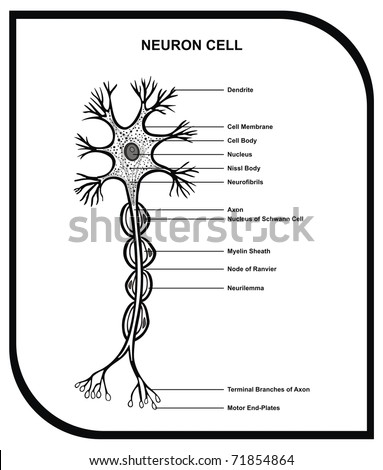 Motor neuron cell body size
