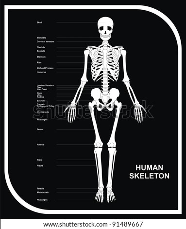 Human Bones Body