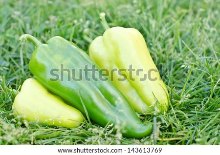 green pepper on the grass
