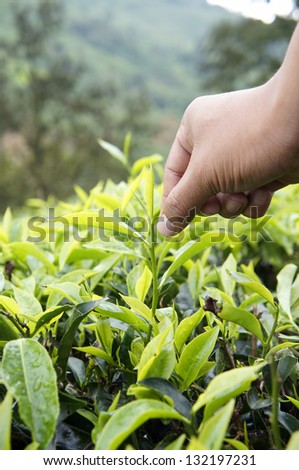 Farmer pick a tea leaf at the plantation