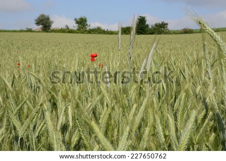 Classic Polish countryside, fields, meadows, lakes, hills, ponds, windmills, poppies, lavender.