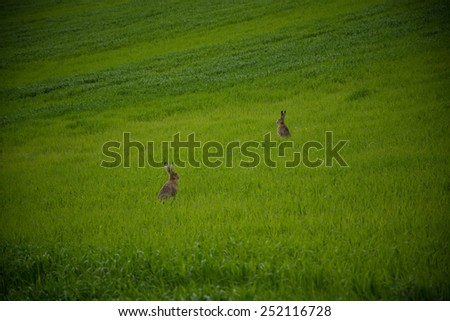 Wild hare leaping through the green meadow, looking for love.