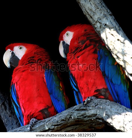 Two colored parrots on branch closeup photo over dark