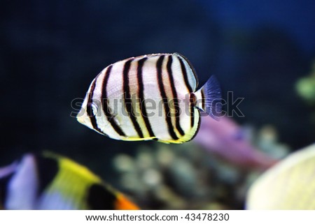 Little striped fish in aquarium closeup photo selective focus
