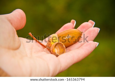 oak acorns on a female hand