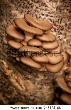 oyster mushrooms grow on a mushroom farm