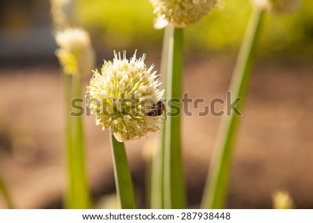 blooming onions in the garden