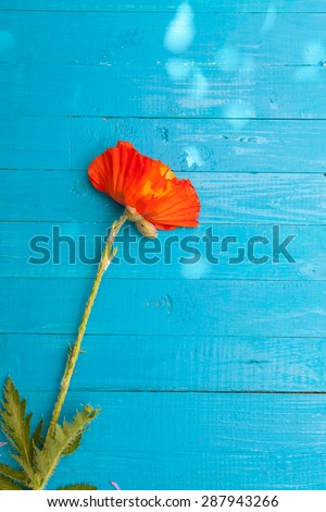 poppy flowers on blue wooden background