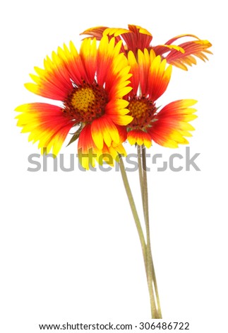 yellow garden flowers isolated on white background