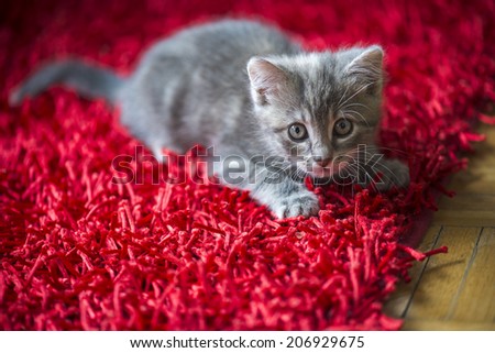 Kitten on a red carpet
