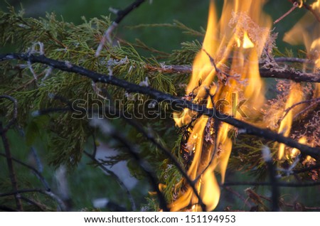 fire burning tree